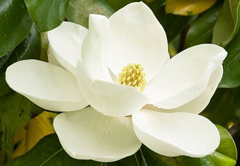 About Jardin &&nbsp;Cuisine