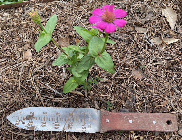 Hori Hori: The Indispensable Garden&nbsp;Tool